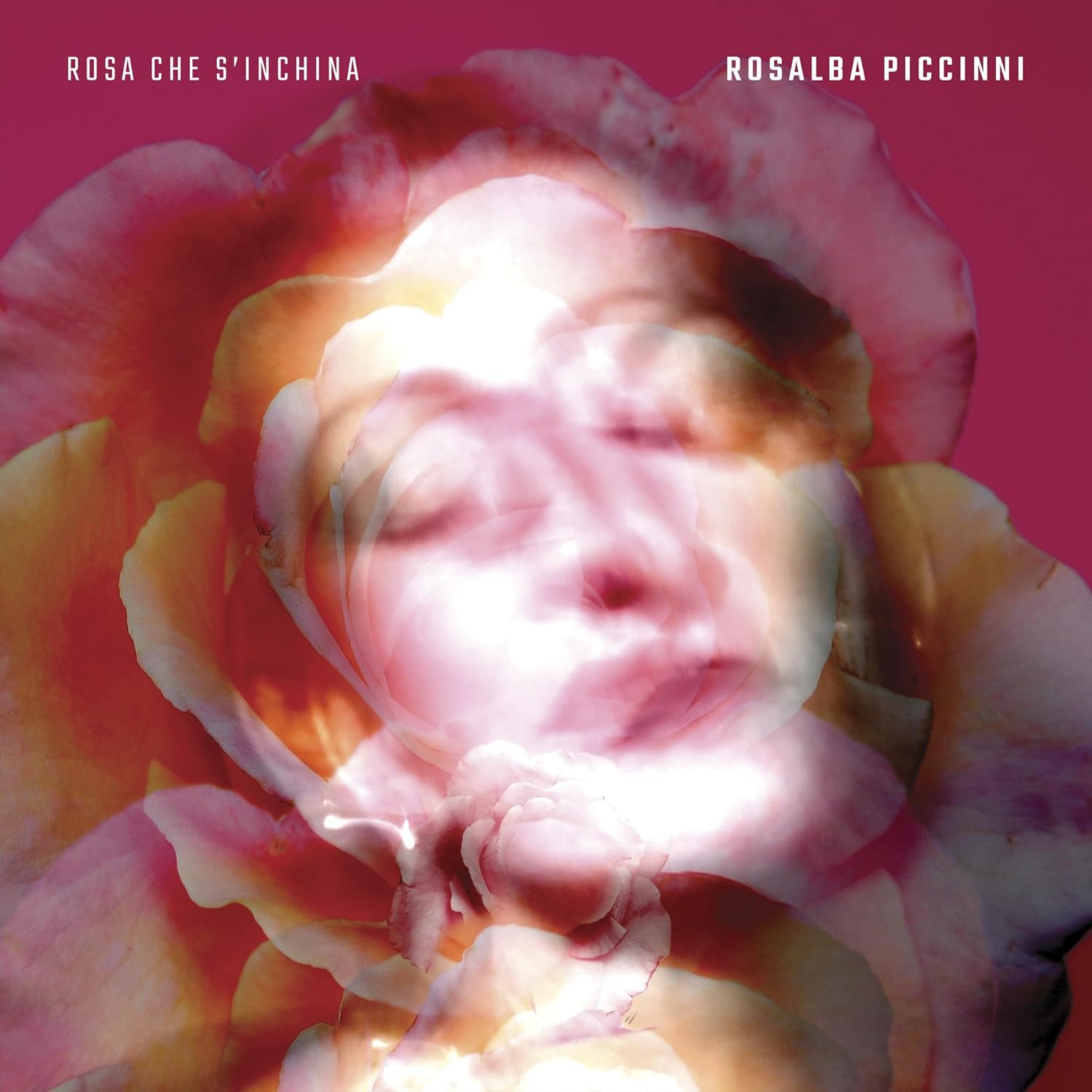 Rosa che s'inchina