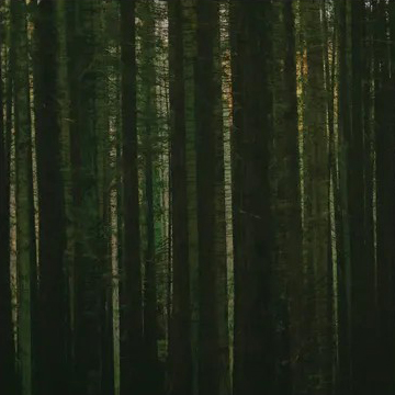 The Paper Kites - Evergreen