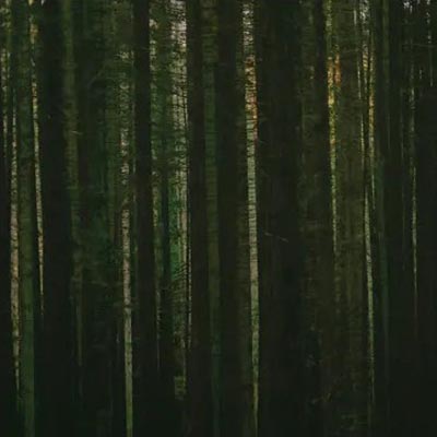 The Paper Kites - Evergreen